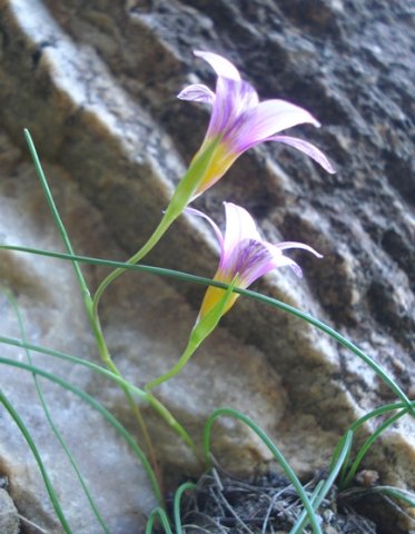 Romulea rosea outsides of the flowers 